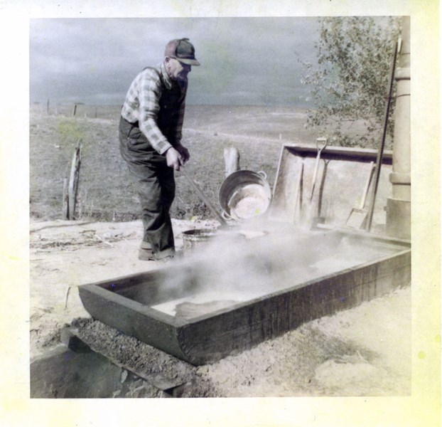 sorghum1952a
