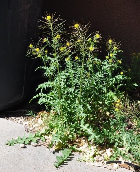 wallmustard