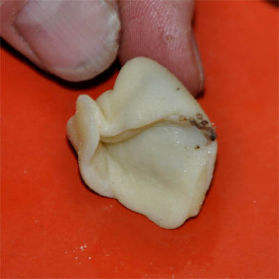 post3_ushki_folding_4