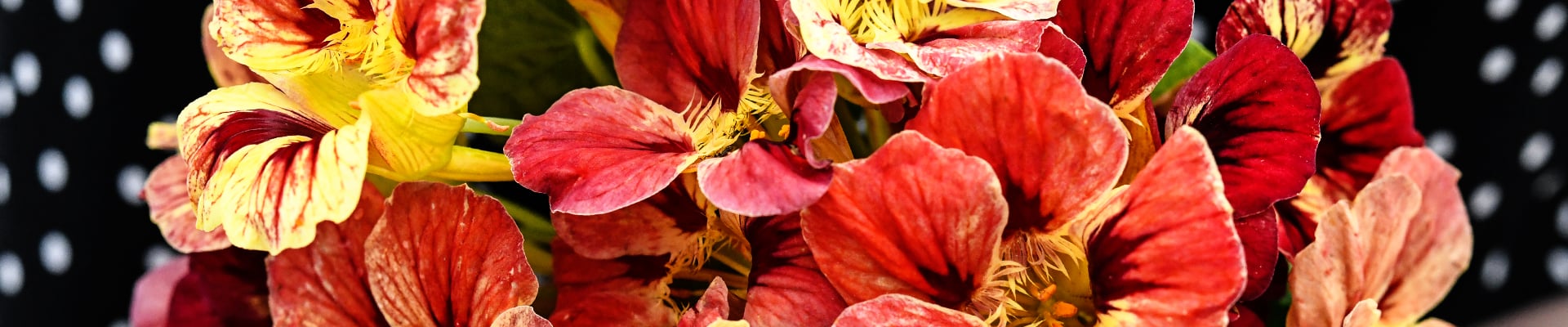 Nasturtium