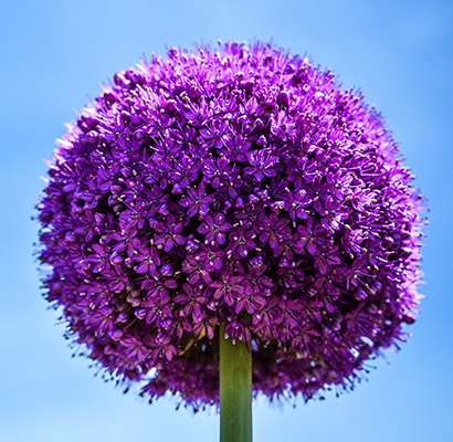 Allium Bulbs