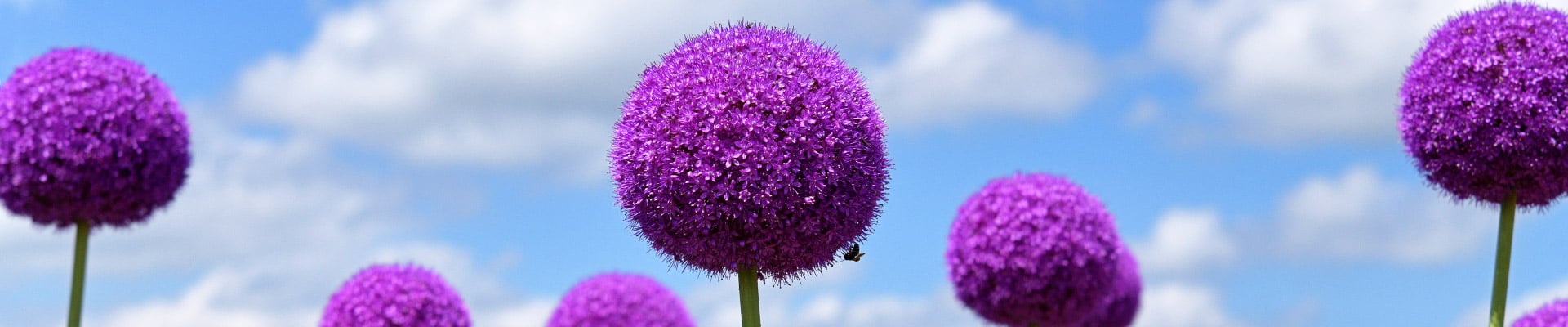 Allium Bulbs Allium Bulbs