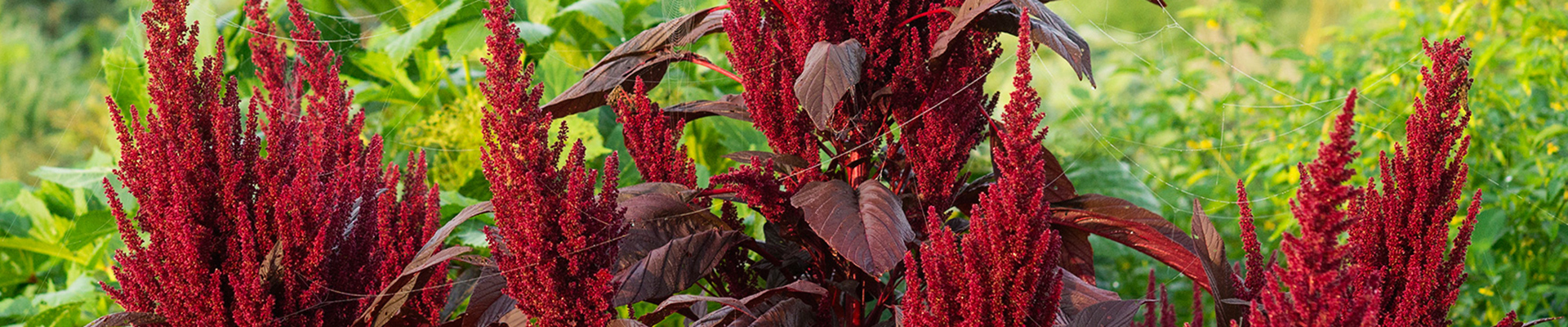 Amaranth