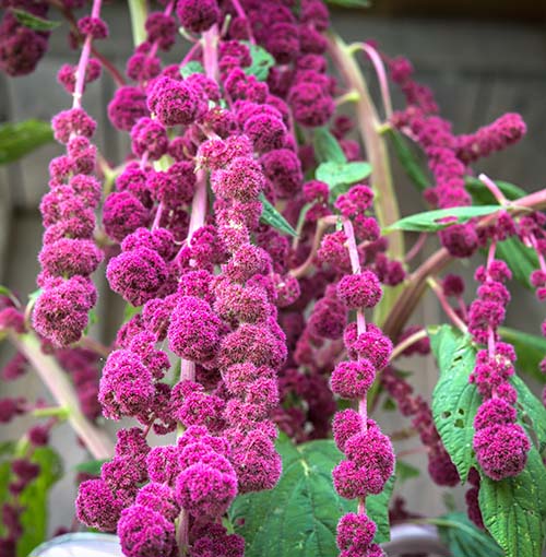 Amaranth