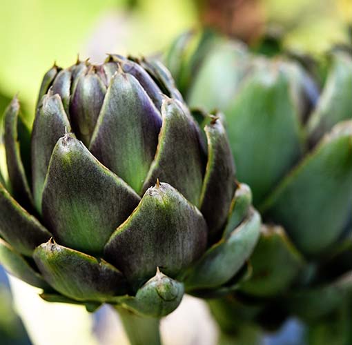Artichoke & Cardoon