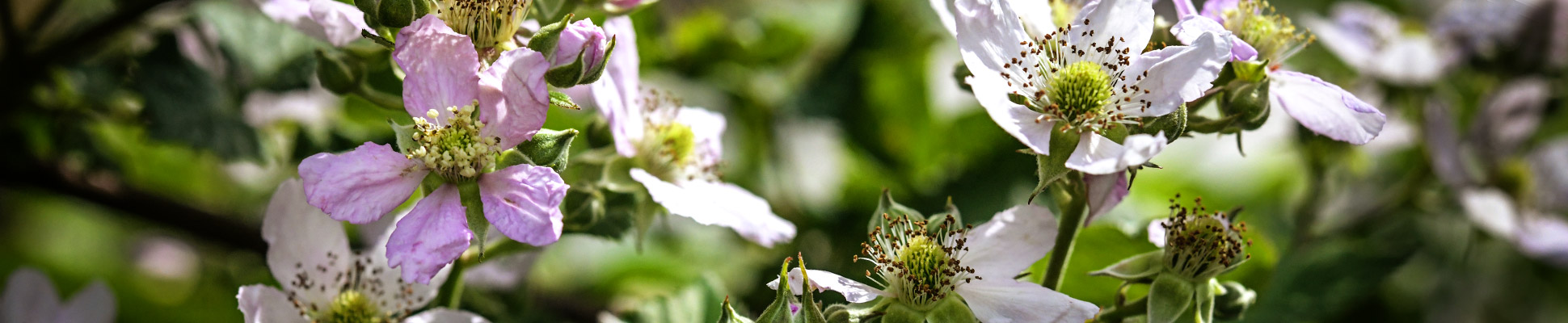Blackberry plants
