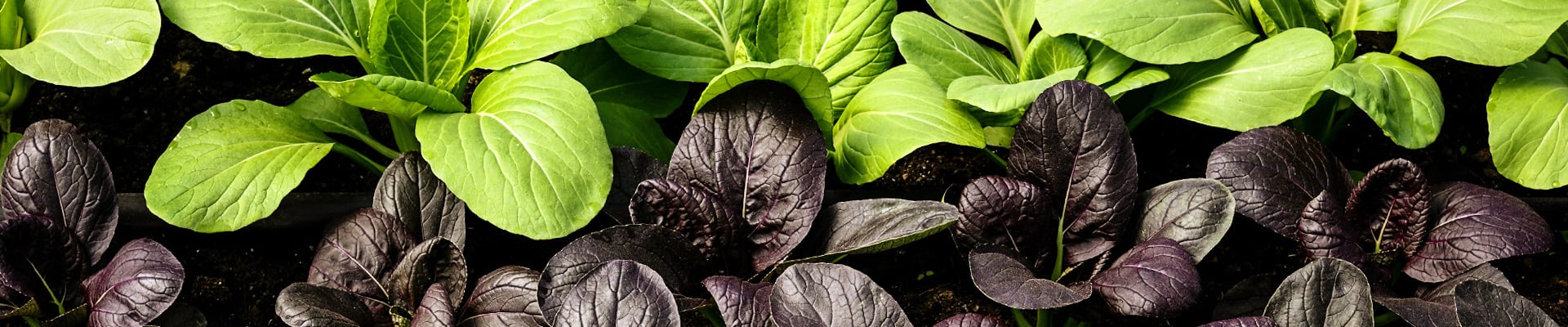 Bok Choy / Tatsoi