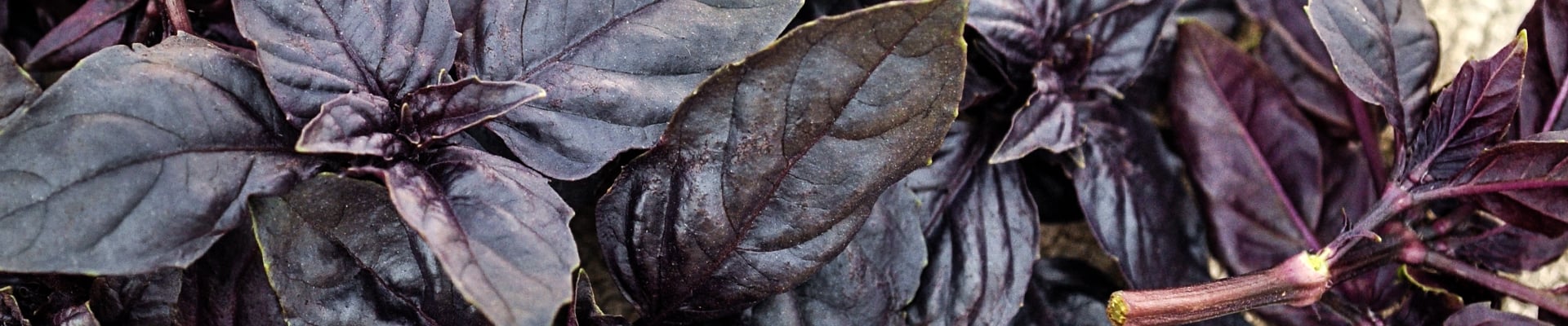 Basil