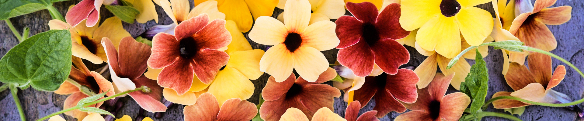 Black-Eyed Susan Vine