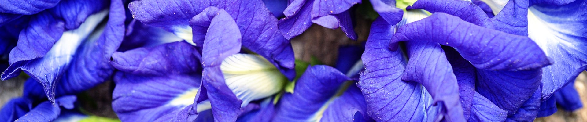 Butterfly Pea