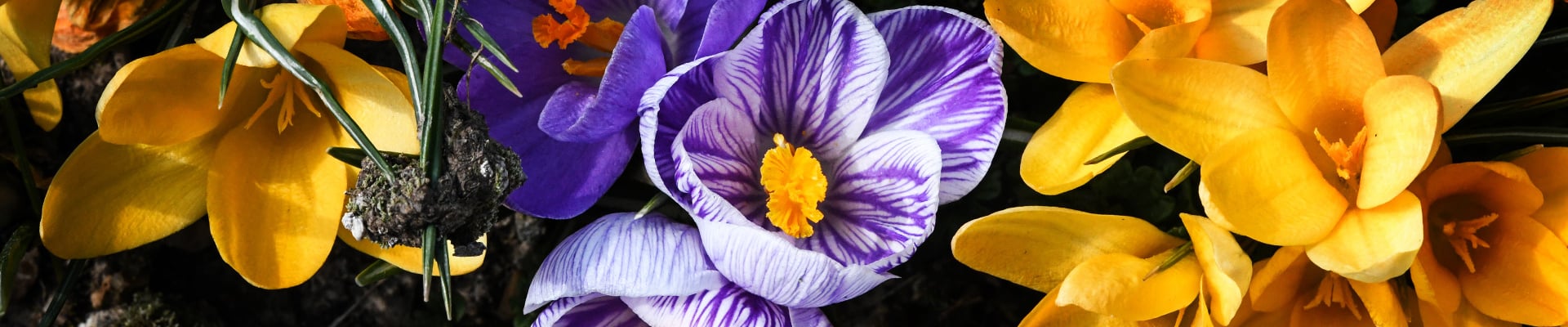 Crocus Bulbs