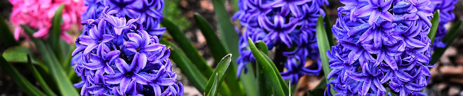 Hyacinth Bulbs