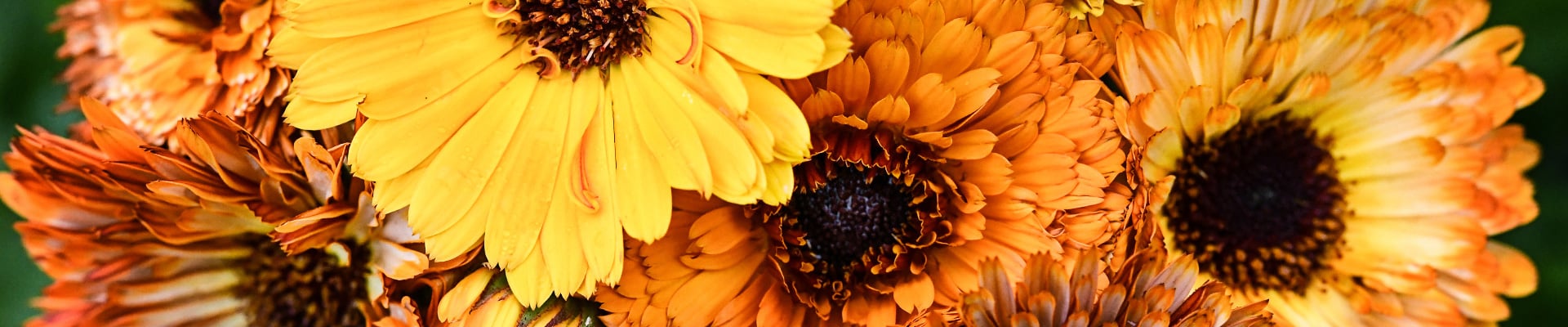 Calendula