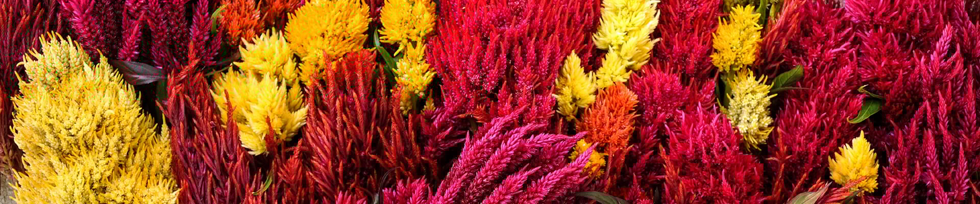 Cockscomb & Celosia Cockscomb & Celosia
