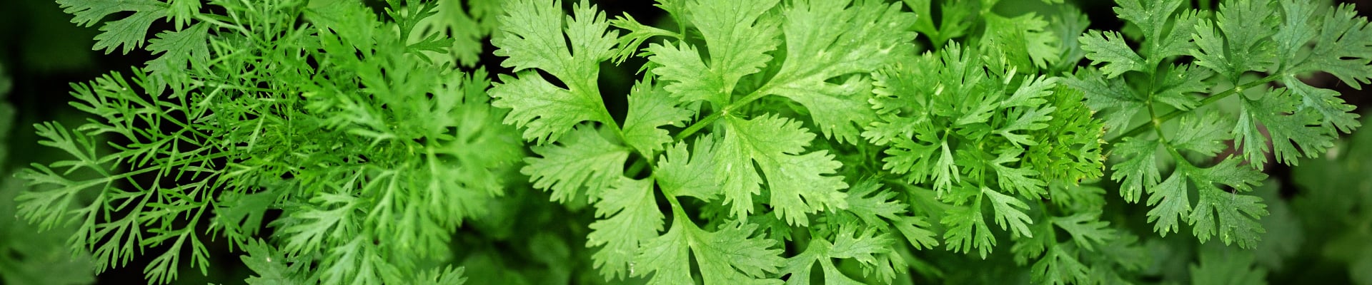 Cilantro / Coriander