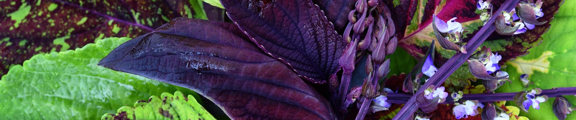 Coleus Coleus