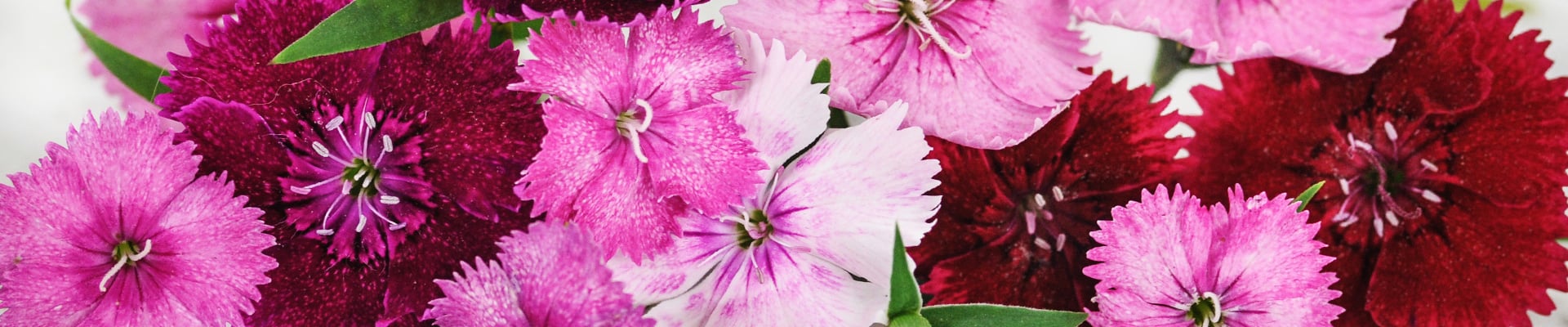 Dianthus Dianthus