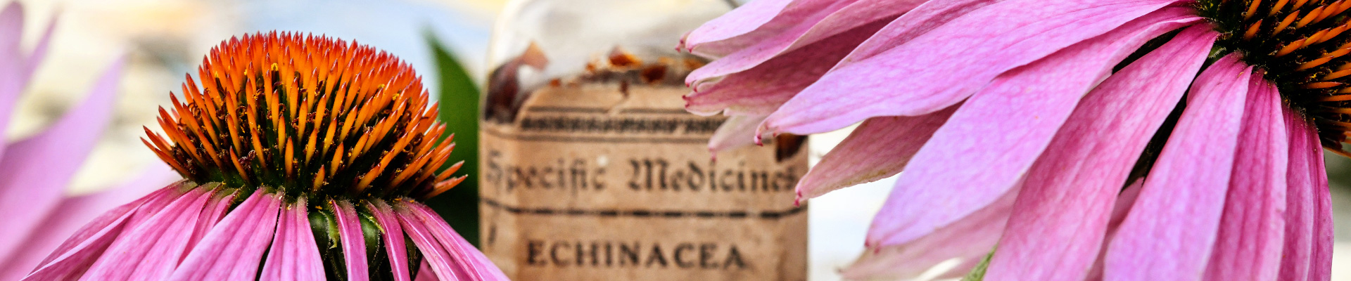 Echinacea Echinacea