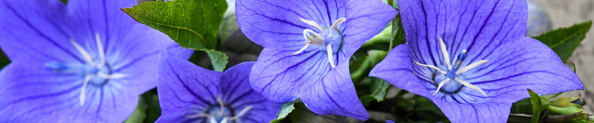 Balloon Flower