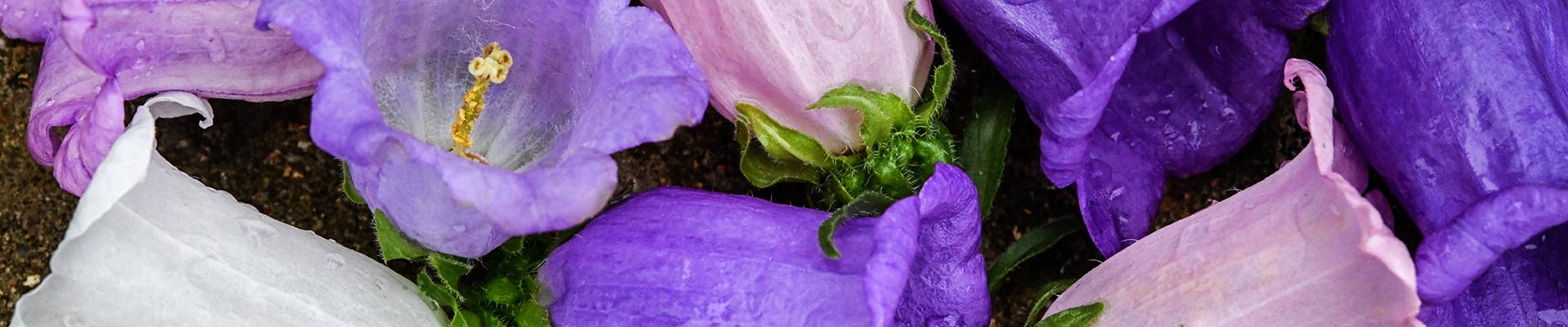 Canterbury Bells