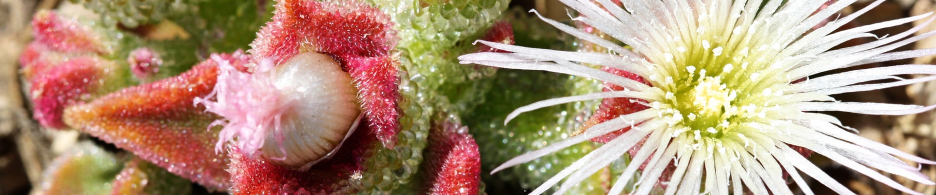 Iceplant