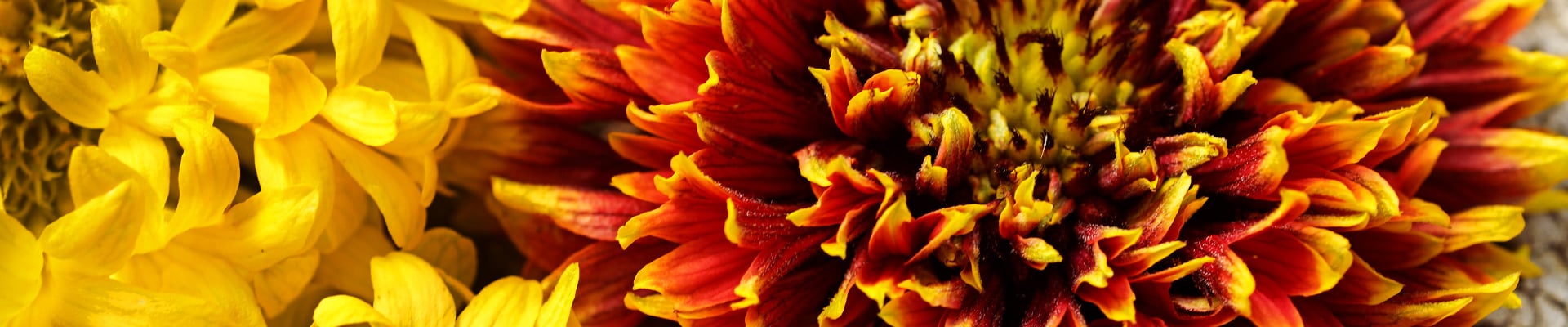 Gaillardia
