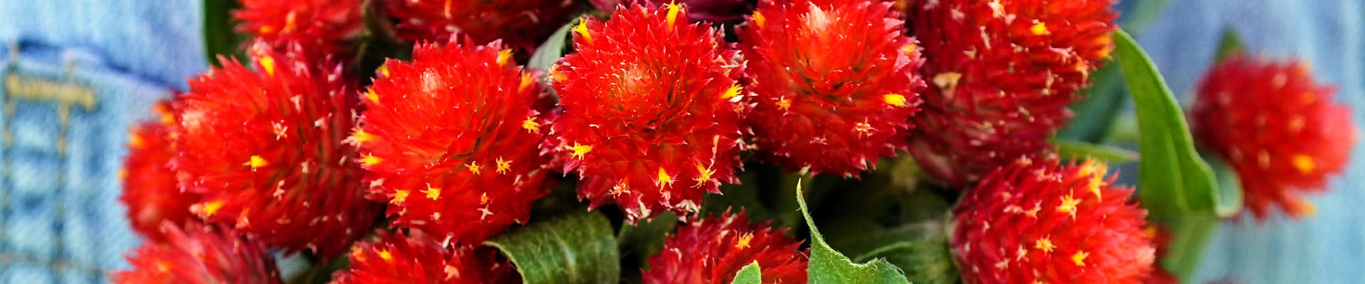 Gomphrena