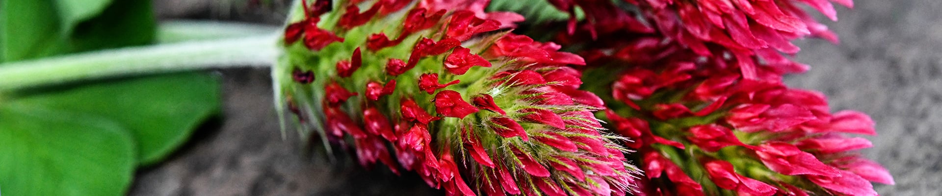Clover