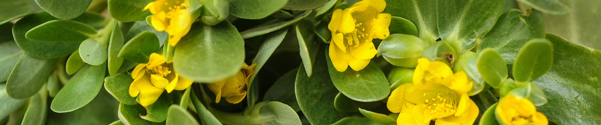 Purslane
