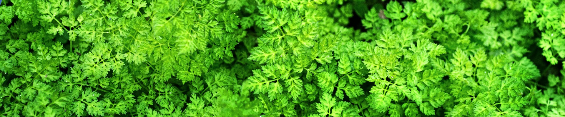 Chervil