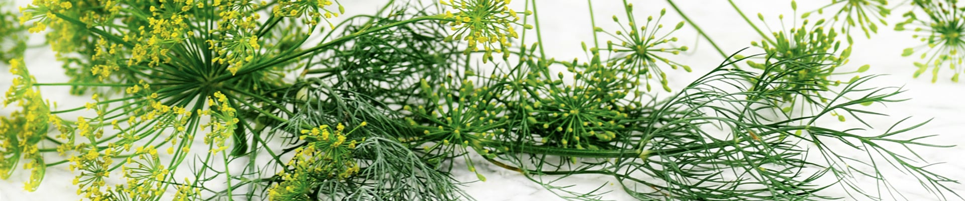 Dill