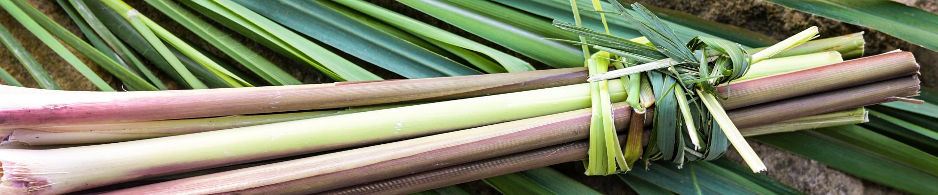 Lemongrass