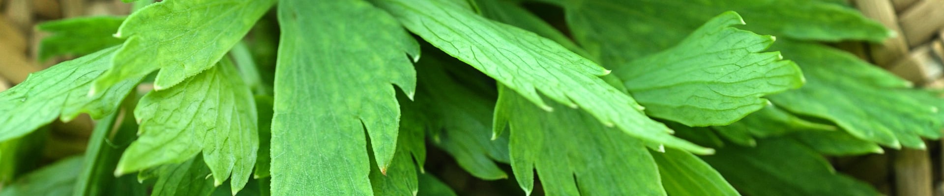 Lovage