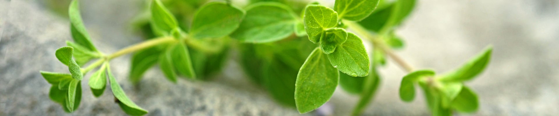 Oregano