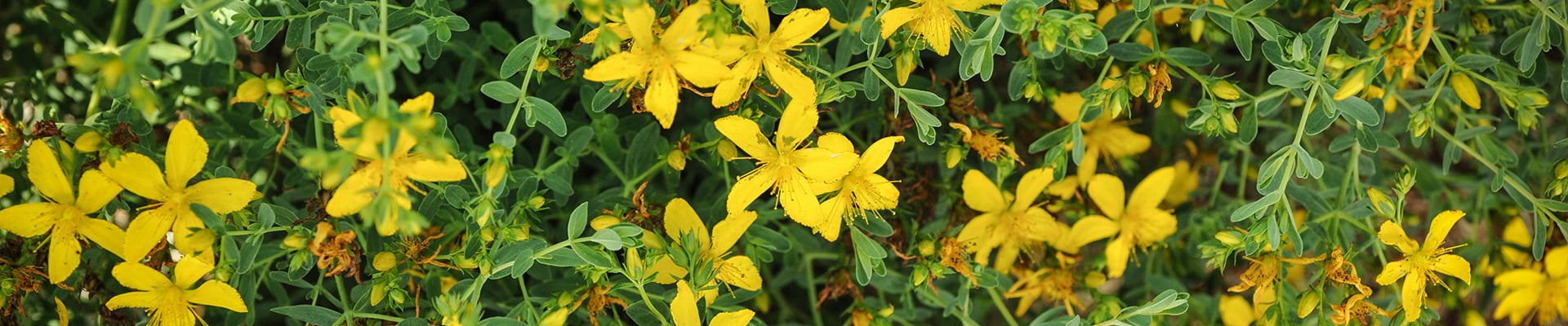 Saint John's Wort