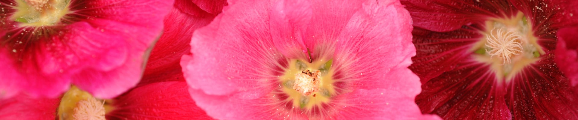 Hollyhock