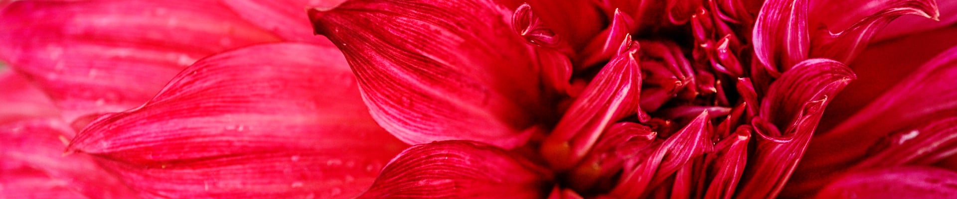 Dahlia Dahlia