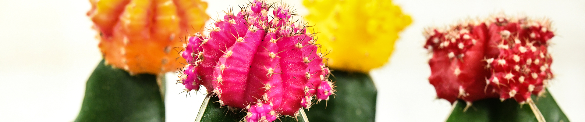Cactus Cactus