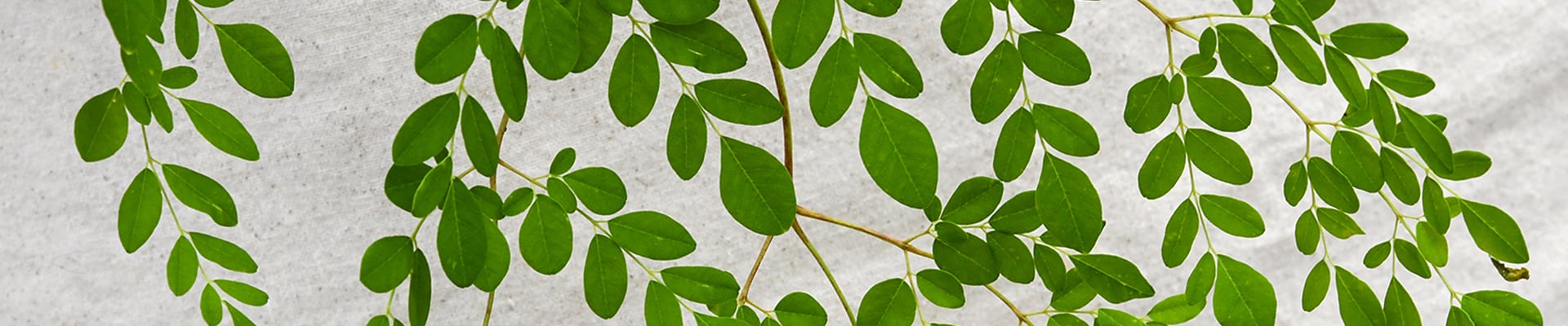 Moringa