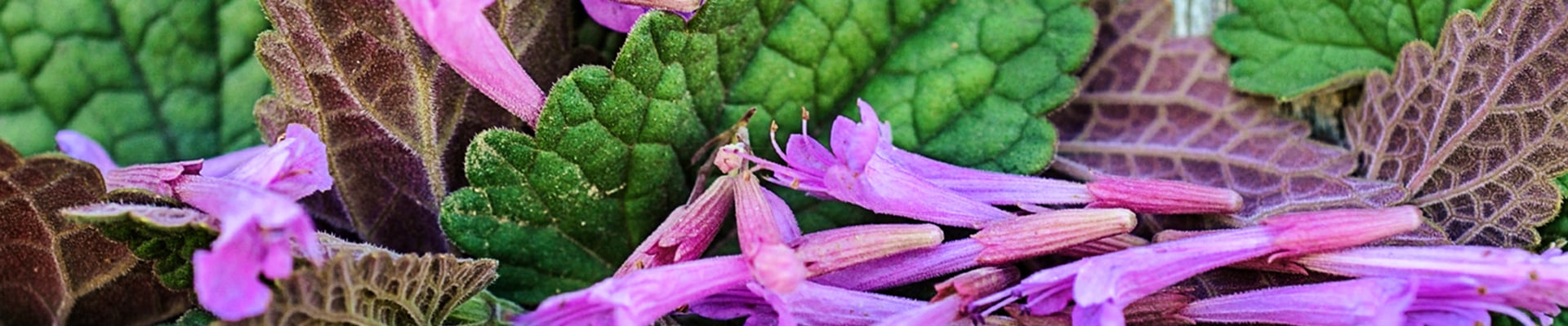 Agastache Agastache