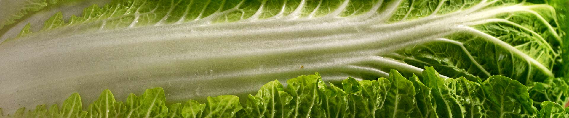 Chinese Cabbage Chinese Cabbage