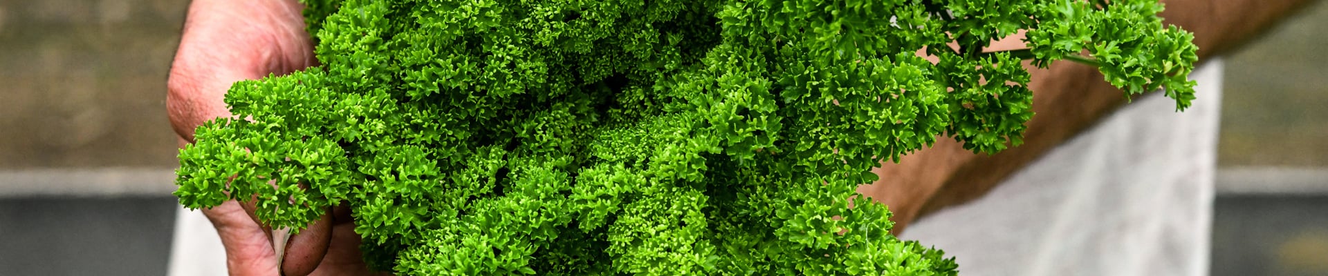 Parsley