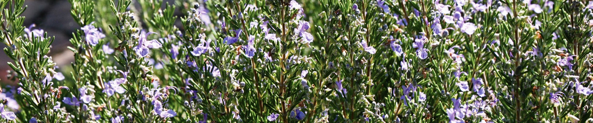 Rosemary