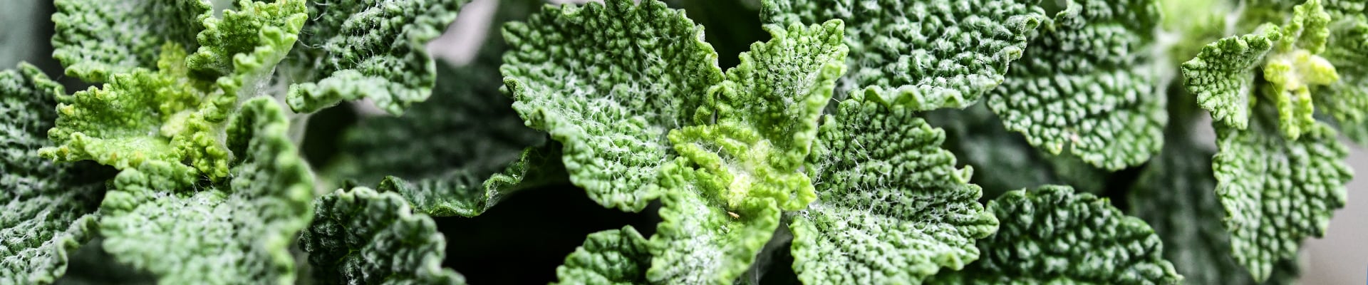 Horehound