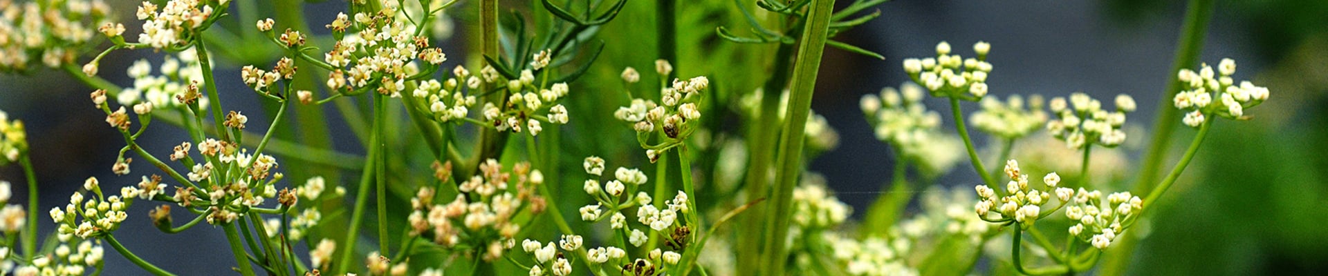 Caraway Caraway