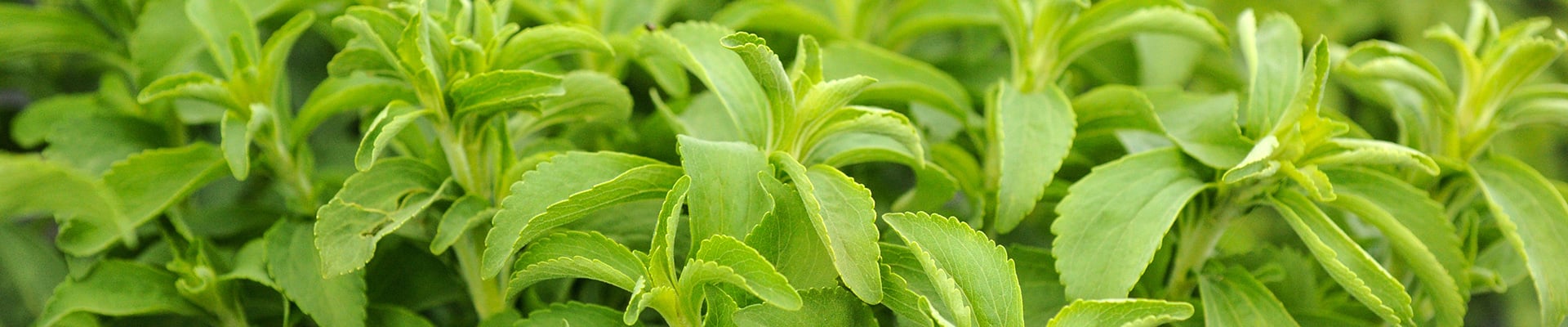 Stevia