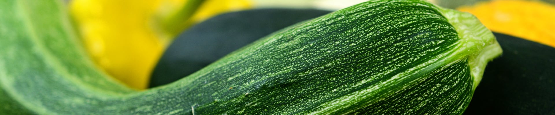 Squash, Summer 