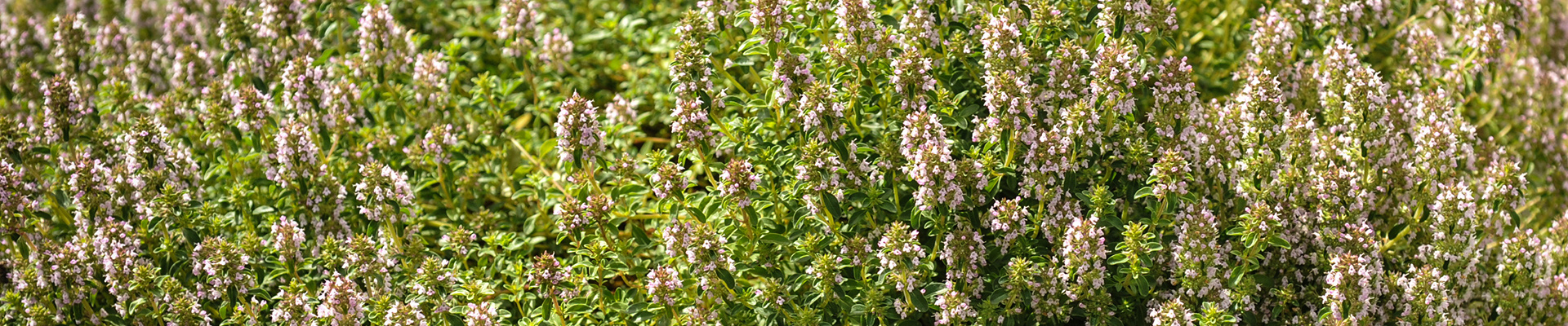 Thyme
