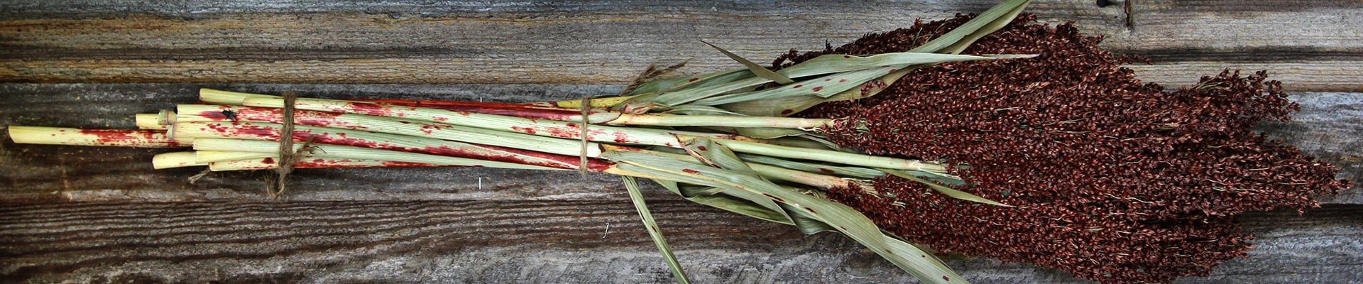 Sorghum Sorghum