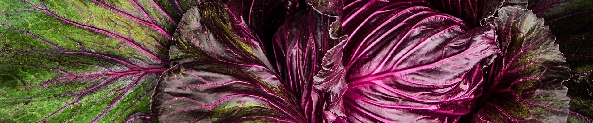 Cabbage